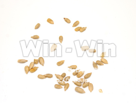 ひまわりの種の写真素材 W-021838