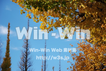 外苑前銀杏並木の写真素材 W-021750