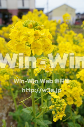 菜の花の写真素材 W-021997