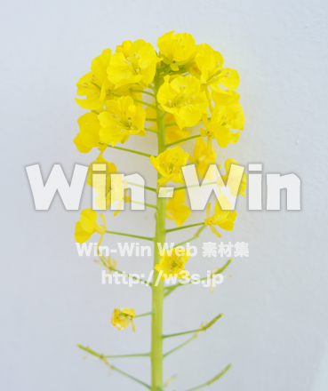 菜の花の写真素材 W-021999