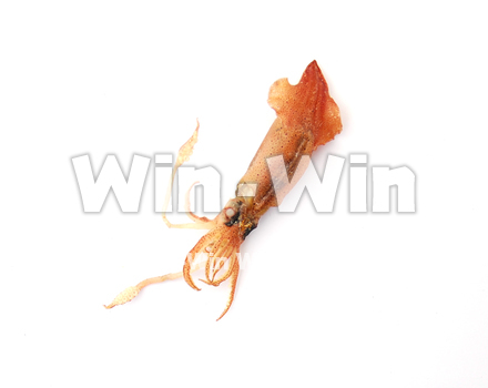 ベイカの丸干しの写真素材 W-021359