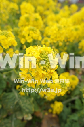 菜の花の写真素材 W-021995