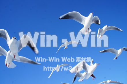 カモメの写真素材 W-021564