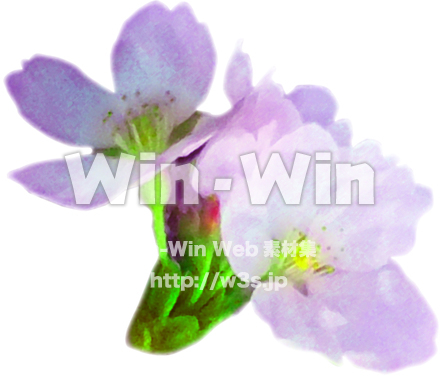 桜２の写真素材 W-021448
