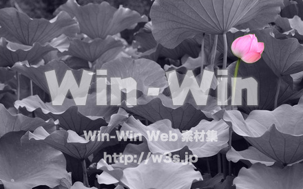 蓮の写真素材 W-021232