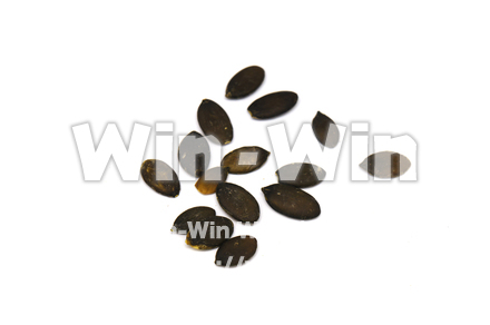 パンプキンシードの写真素材 W-020998