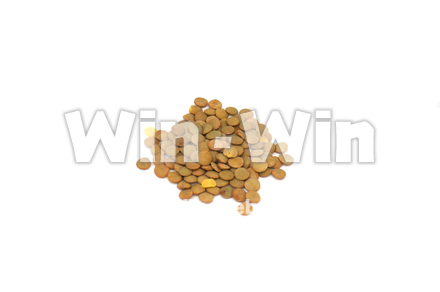 緑レンズ豆の写真素材 W-021016