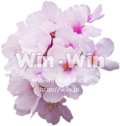 桜１の写真素材 W-021447