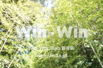 熱海未宮神社の写真素材 W-021555