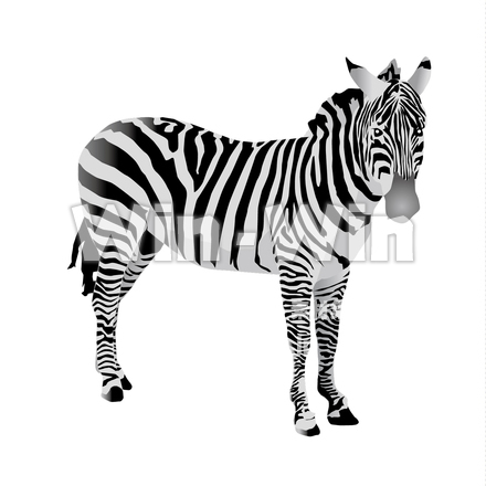 しまうまのCG・イラスト素材 W-020811