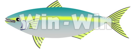 鰤のCG・イラスト素材 W-020732