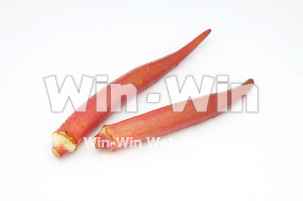 紅オクラの写真素材 W-021080