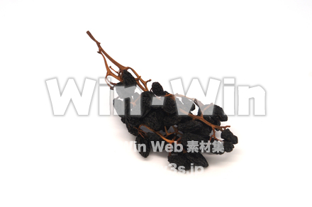 枝付干しぶどうの写真素材 W-020492