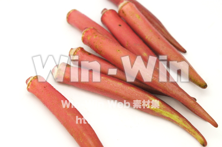 紅オクラの写真素材 W-021084