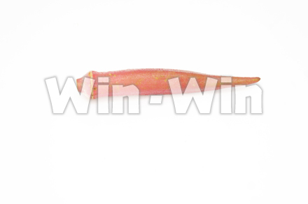 紅オクラの写真素材 W-021082