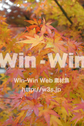 紅葉の写真素材 W-021510