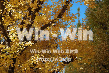 外苑前銀杏並木の写真素材 W-021752