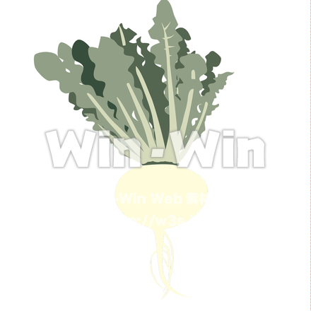 桜島大根のCG・イラスト素材 W-021453