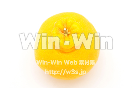 デコポンの写真素材 W-020429