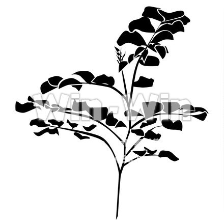 甘草のシルエット素材 W-020831