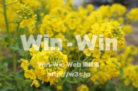 菜の花の写真素材 W-021996