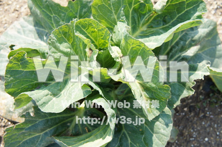 キャベツの写真素材 W-021990