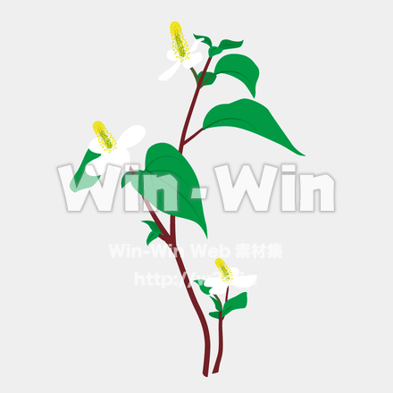 どくだみのCG・イラスト素材 W-021251