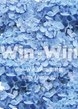 紫陽花背景の写真素材 W-021960