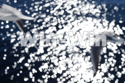 カモメの写真素材 W-021573