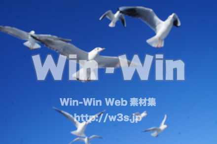 カモメの写真素材 W-021563