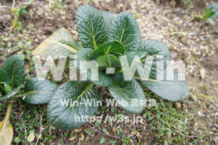 ほうれん草の写真素材 W-021994