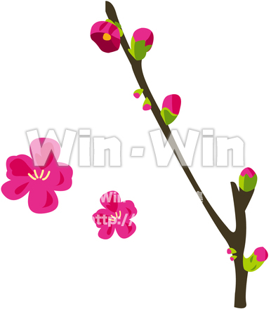 梅のCG・イラスト素材 W-021831