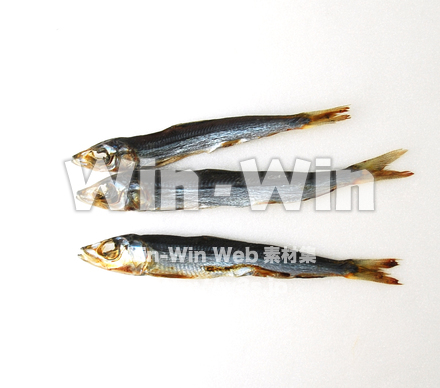 うるめの写真素材 W-020283