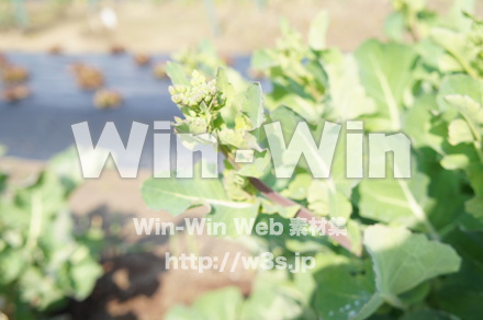 おり菜の写真素材 W-021989