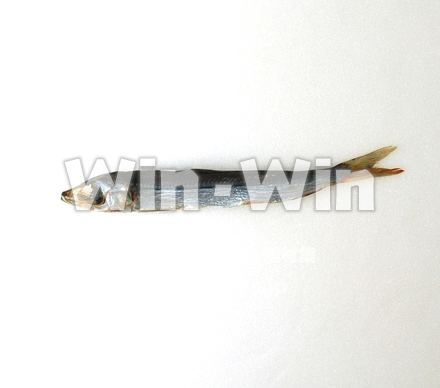 うるめの写真素材 W-020282