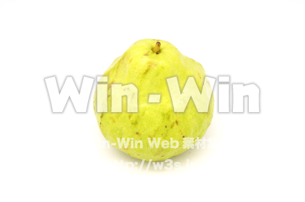 沖縄産グァバの写真素材 W-021117