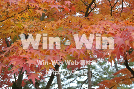 紅葉の写真素材 W-021511