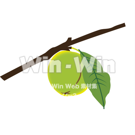 梅の実と葉のCG・イラスト素材 W-021452