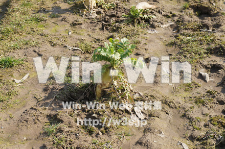 大根の写真素材 W-021992