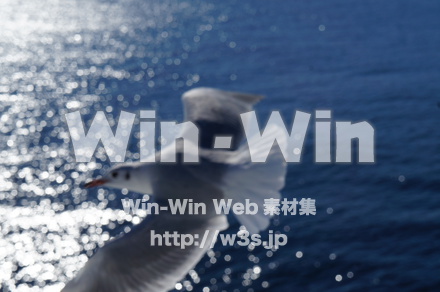 カモメの写真素材 W-021568