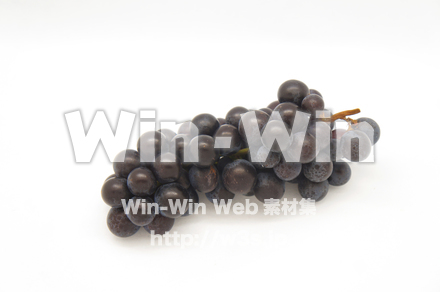 スチューベンの写真素材 W-020430