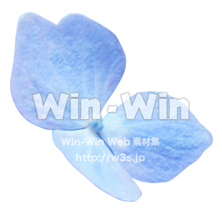 あじさい花びら切抜の写真素材 W-021961