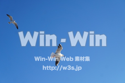 カモメの写真素材 W-021577