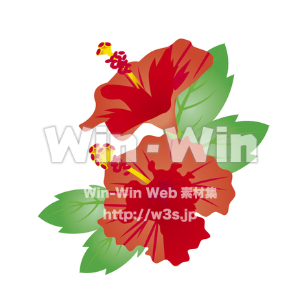 ハイビスカスのCG・イラスト素材 W-020108