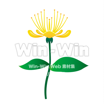 オトギリソウのCG・イラスト素材 W-021242