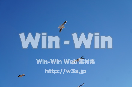 カモメの写真素材 W-021576