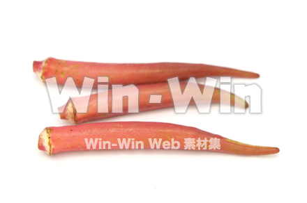 紅オクラの写真素材 W-021081