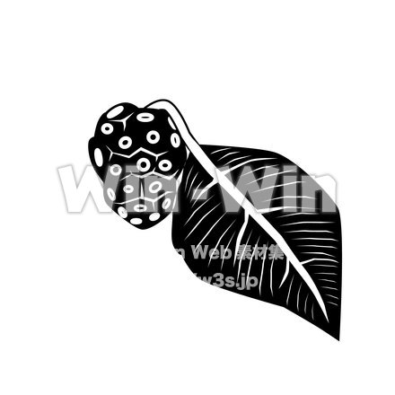 ノニの実のCG・イラスト素材 W-021855