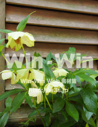 クリスマスローズの写真素材 W-020602