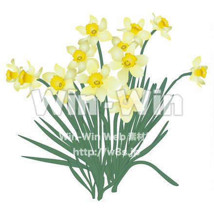 水仙のCG・イラスト素材 W-021912